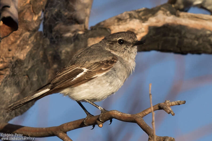 Hooded Robin female adult, identification