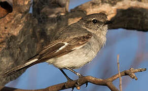 Hooded Robin