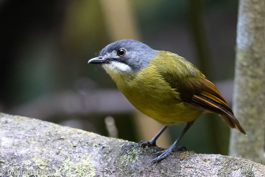 Green-backed Robin