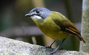 Green-backed Robin