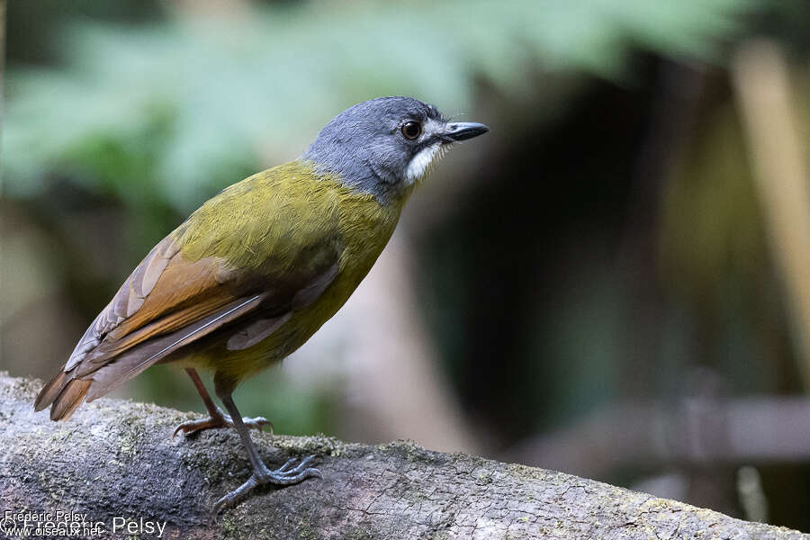 Green-backed Robin