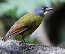 Green-backed Robin