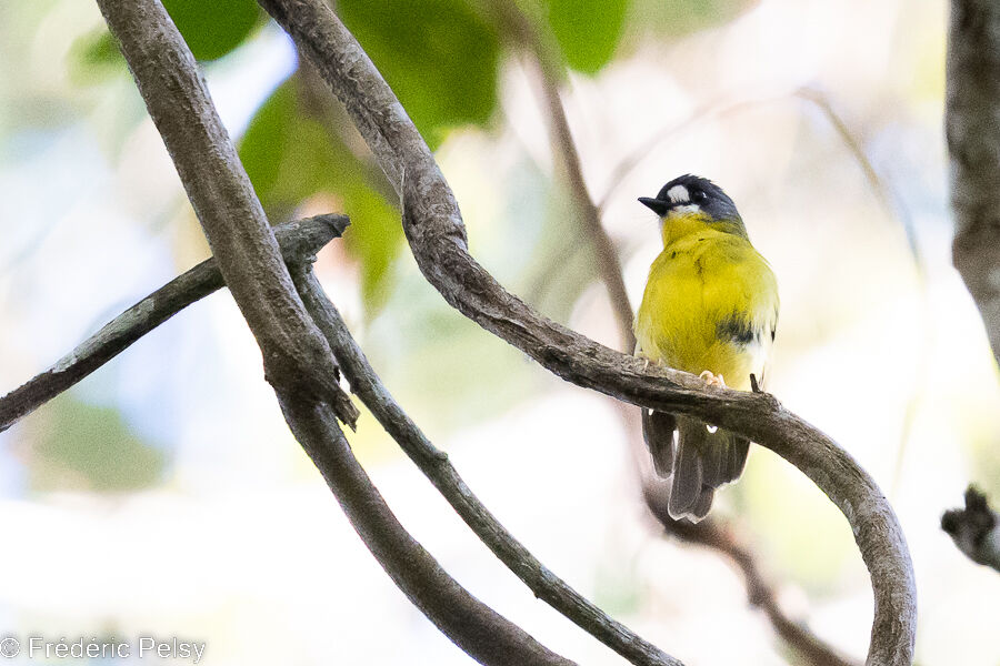 White-faced Robin