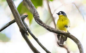 White-faced Robin