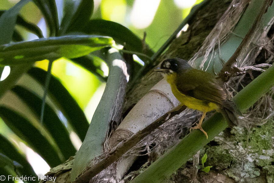 White-faced Robin