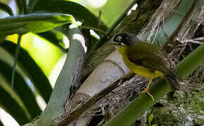 White-faced Robin