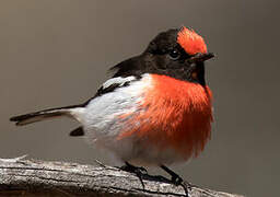 Red-capped Robin