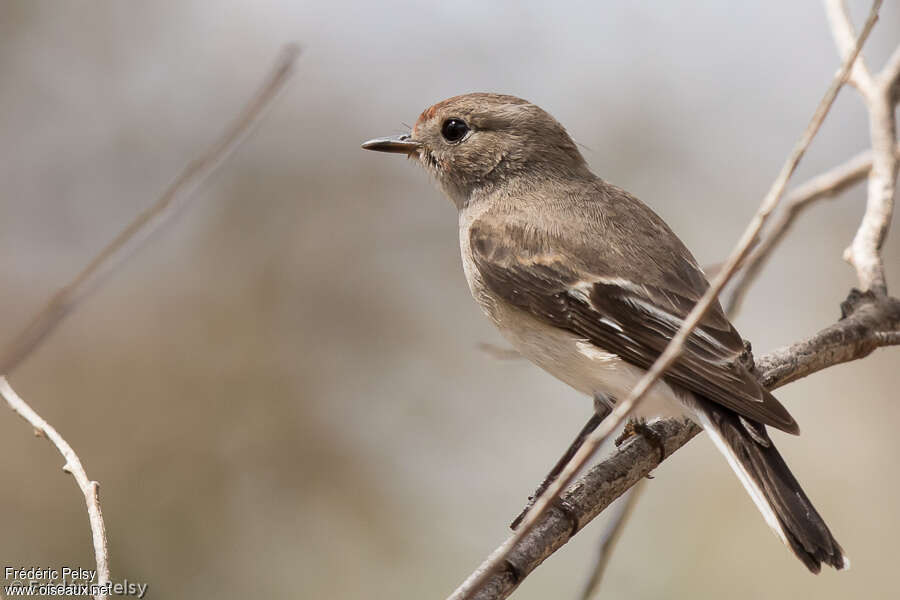 Red-capped Robin female adult, identification