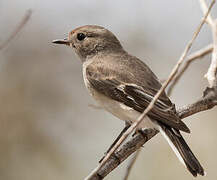 Red-capped Robin