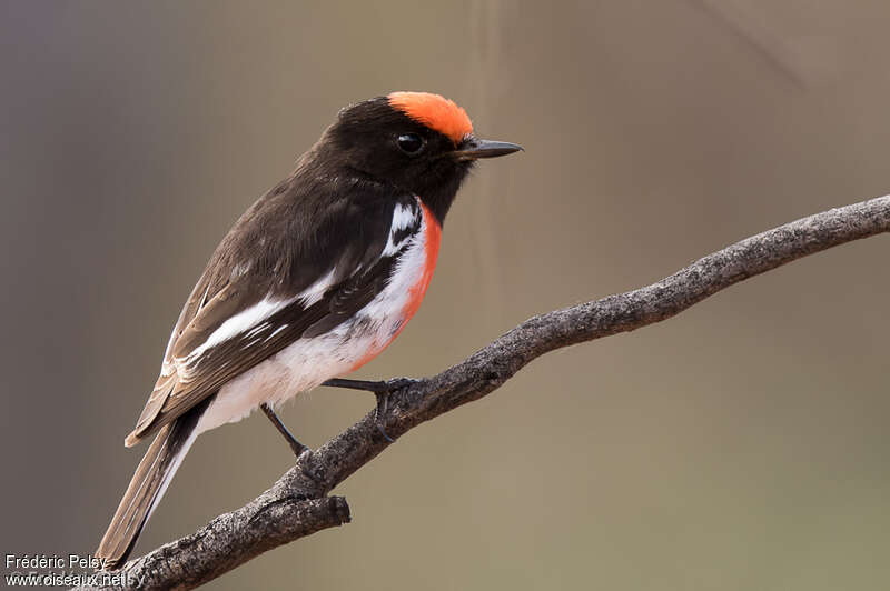 Red-capped Robin - eBird