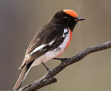 Red-capped Robin