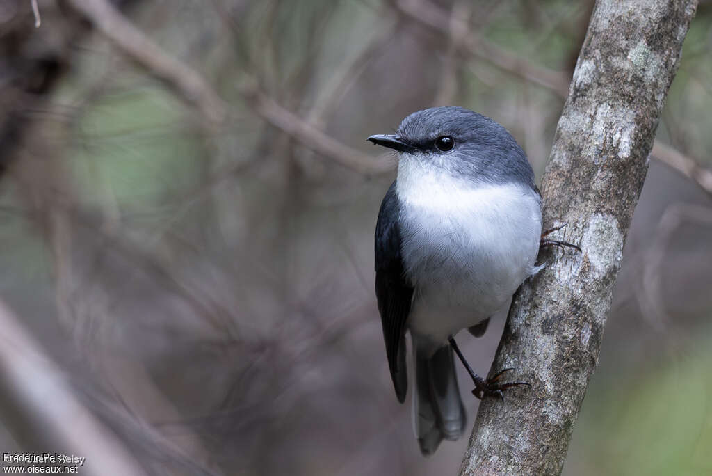 White-breasted Robin