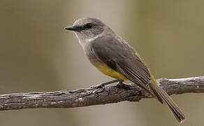 Western Yellow Robin