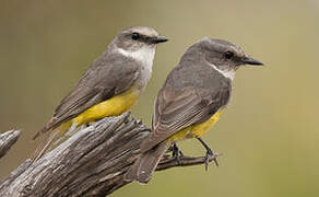 Western Yellow Robin