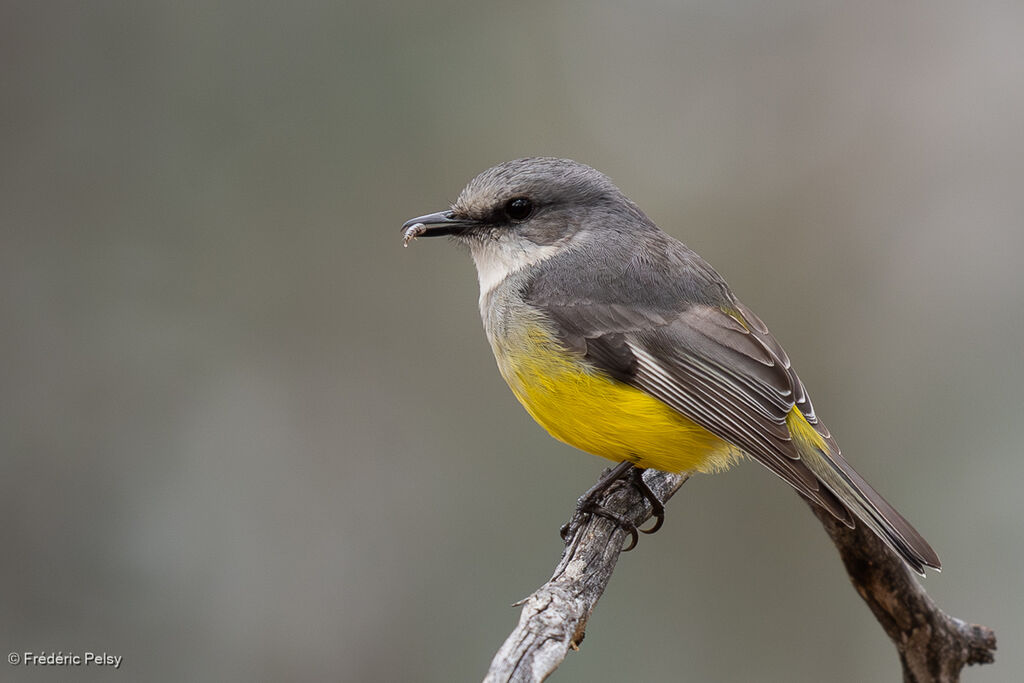 Western Yellow Robin, eats