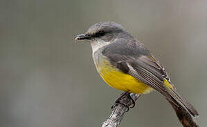 Miro à poitrine grise