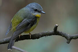 Eastern Yellow Robin