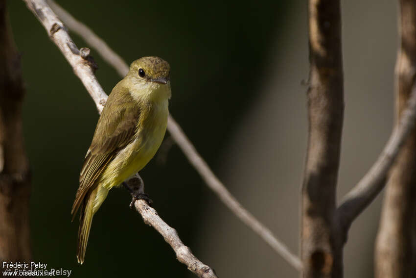 Lemon-bellied Flyrobinadult