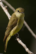 Lemon-bellied Flyrobin