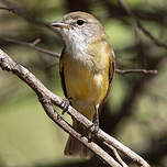 Miro à ventre citron