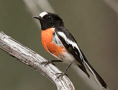 Scarlet Robin