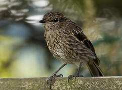 Dusky Robin