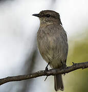 Dusky Robin