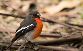 Flame Robin