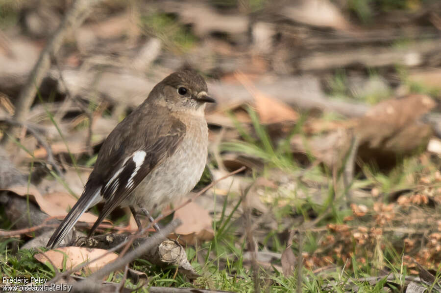 Flame Robin female adult, identification