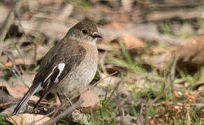 Flame Robin