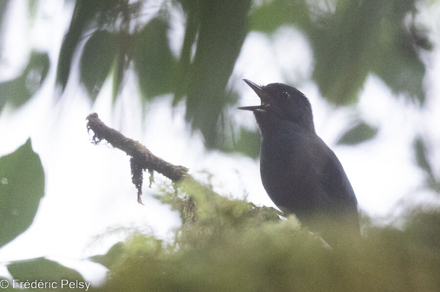 Slaty Robin