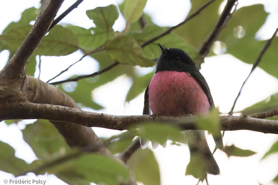 Pink Robin male adult