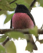 Pink Robin