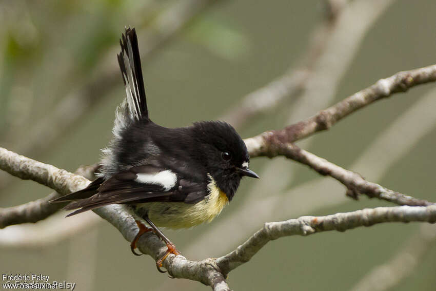 Tomtit male adult, identification