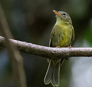 Olive Flyrobin