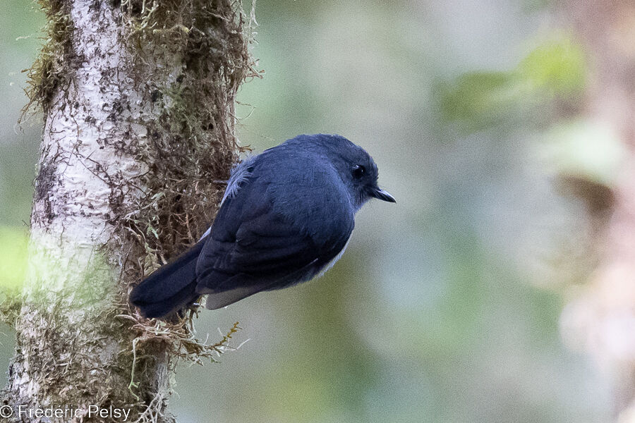 Smoky Robin