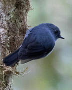 Smoky Robin