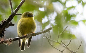 Canary Flyrobin