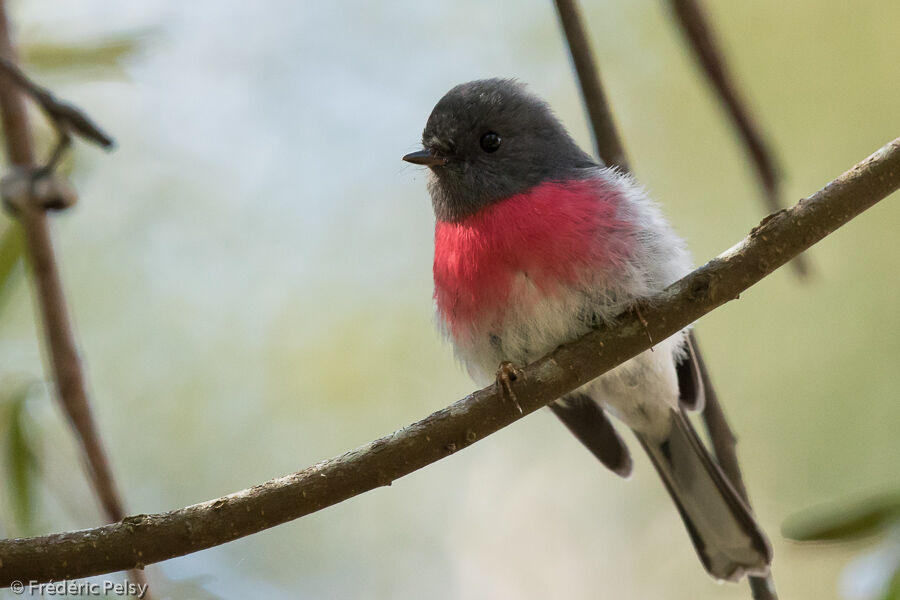 Rose Robin male adult