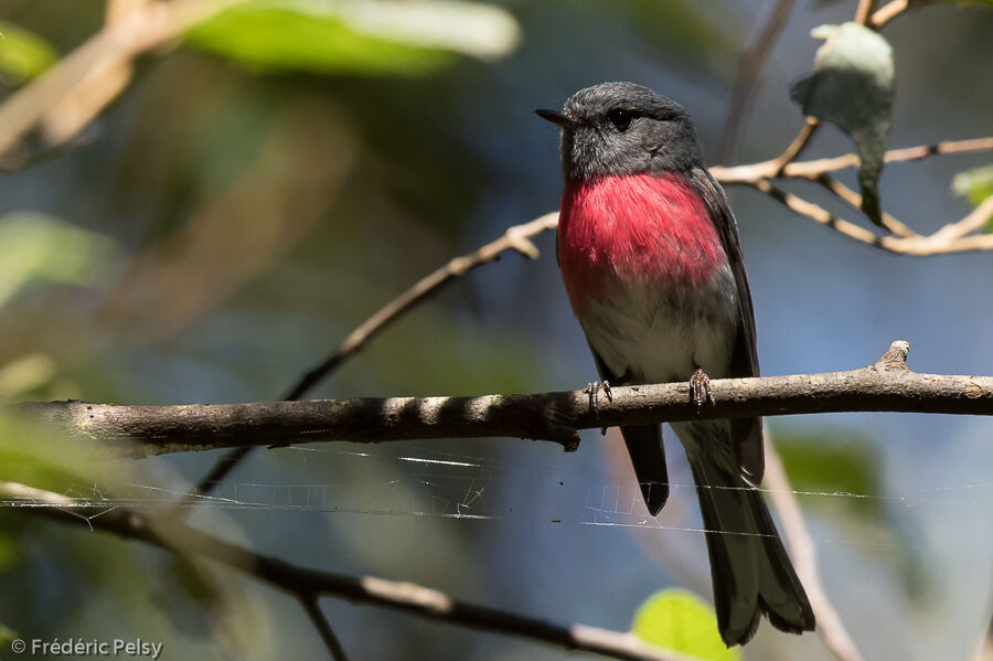 Rose Robin male adult