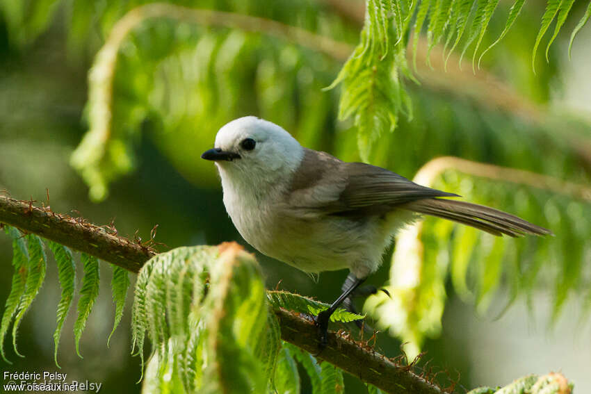 Mohoua à tête blancheadulte, identification