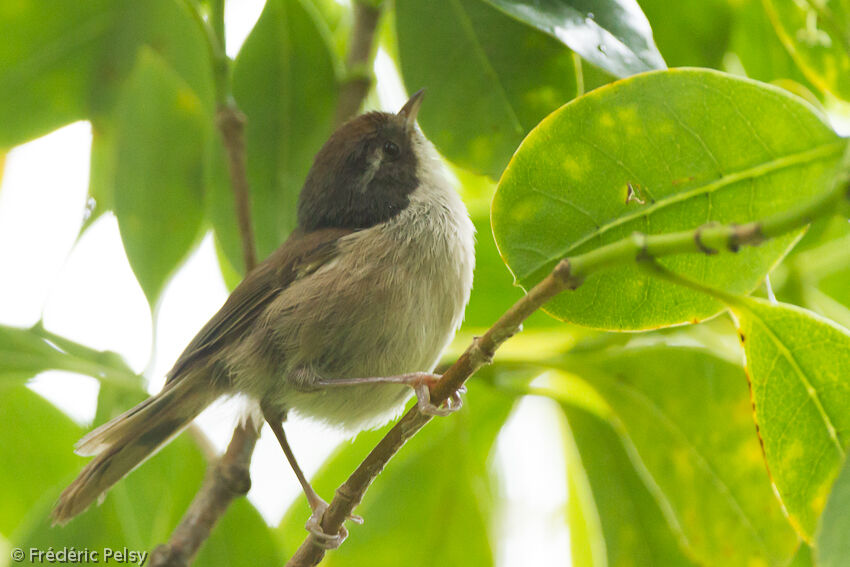 Mohoua pipipiadulte