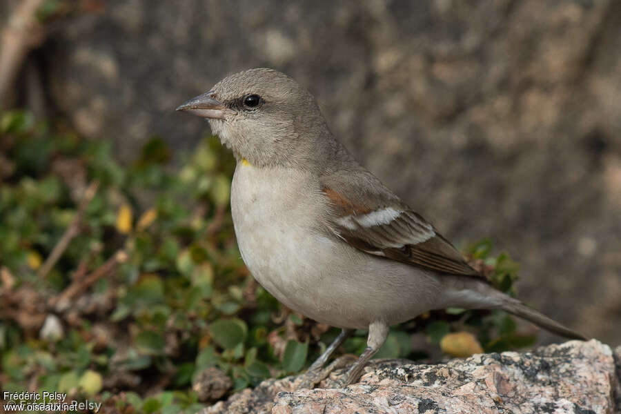 Moineau à gorge jaune mâle adulte, identification