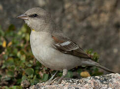 Yellow-throated Sparrow