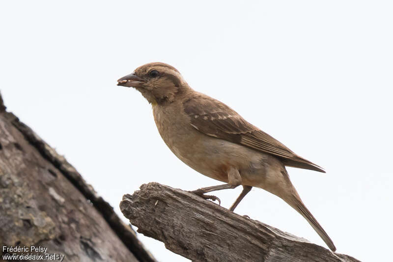 Yellow-throated Bush Sparrow, eats