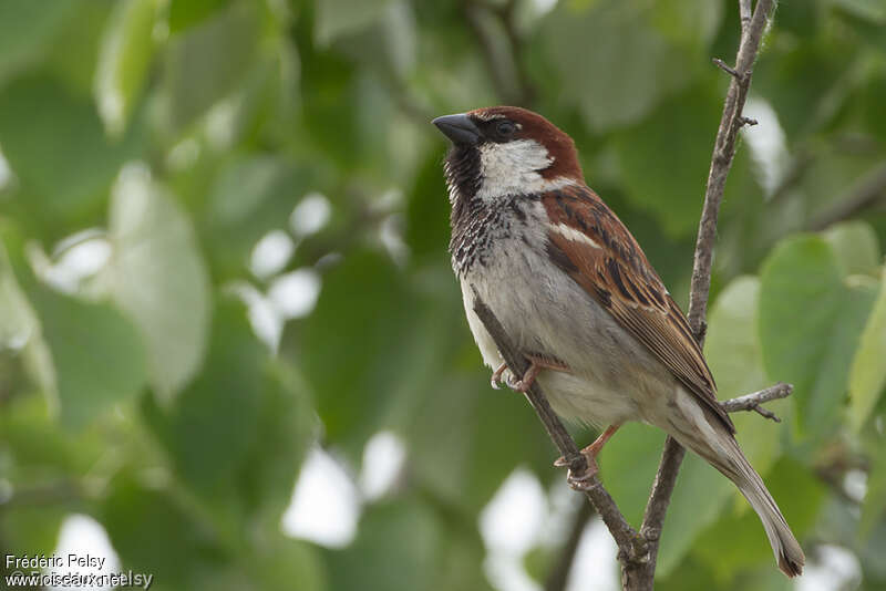 Moineau cisalpin mâle adulte nuptial, identification