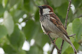 Italian Sparrow