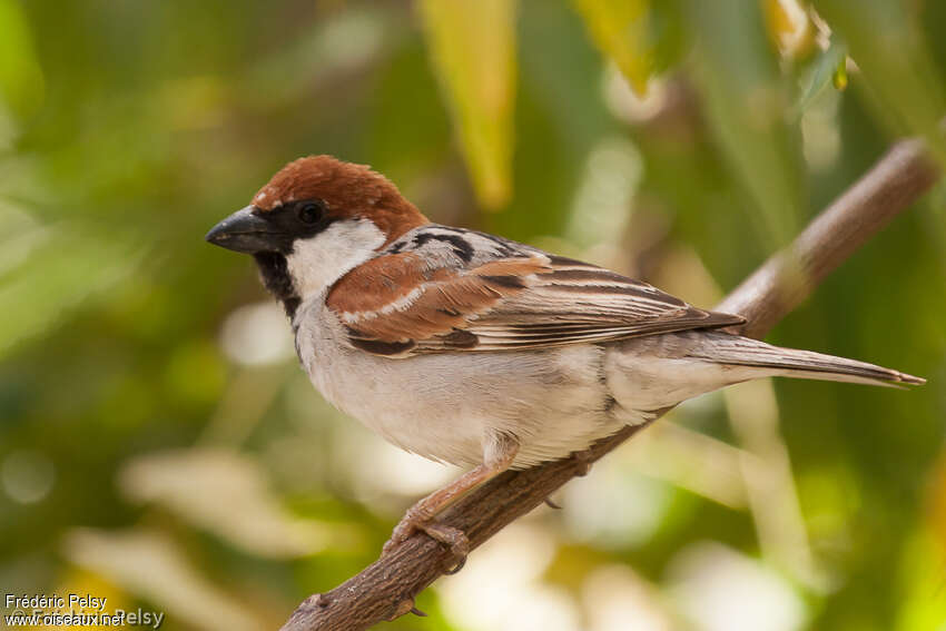 Moineau de Somalie mâle adulte, identification