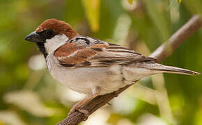 Somali Sparrow