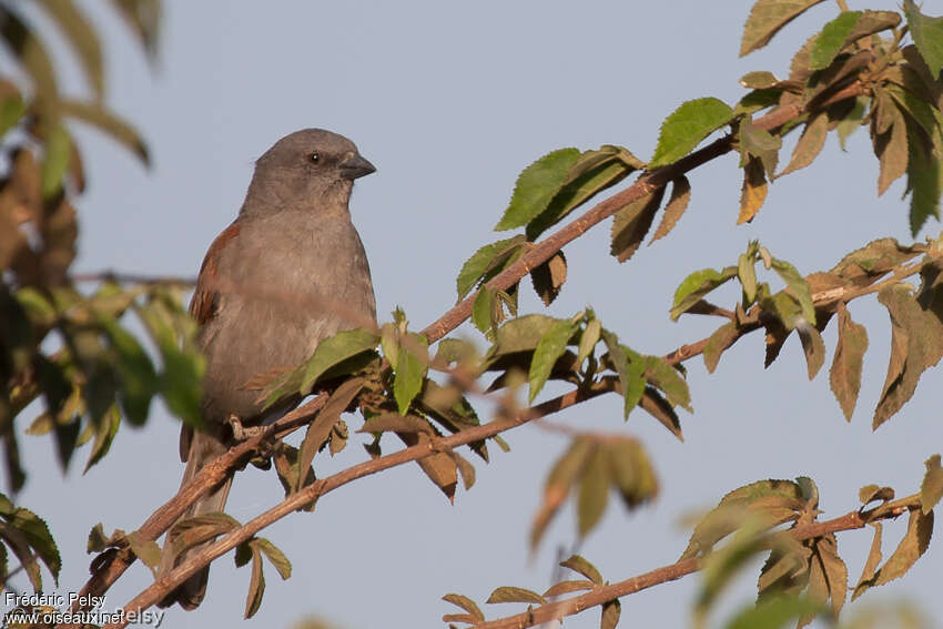 Swainson's Sparrowadult